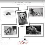The Golden Retriever series